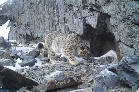 Snow Leopards: The Most Interesting 10 Facts You Should Know | Discover Altai