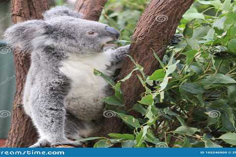 Visit the Lone Pine Koala Sanctuary in Brisbane