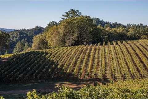 Five Amazing Napa Valley Wineries