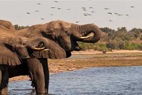 How Botswana Wildlife Conservation Helps Fight Poaching