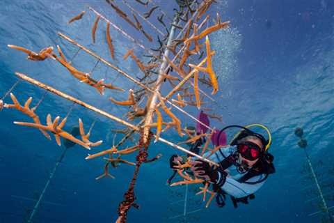 Female-Led Marine Conservation Projects