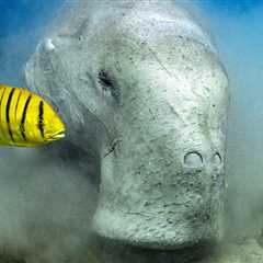 One Diver's 15-Year-Long Search for the Dugong