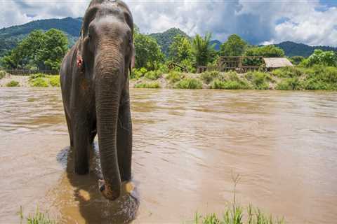 Exploring the Wonders of Periyar National Park