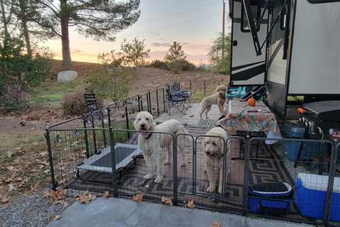 RVing With Dogs Made Easy: An Honest Review Of The FXW Dog Playpen