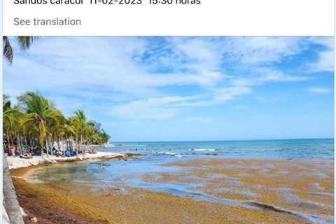 Cancun Under Red Alert As Sargassum Invades Surrounding Beaches In The Area