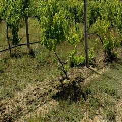 Where are the vineyards on martha's vineyard?