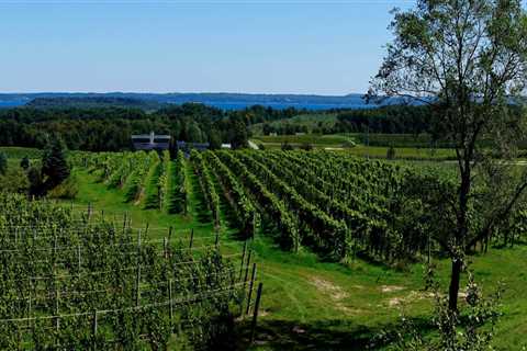 Can vineyards grow anywhere?