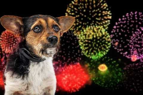 Hawai‘i County Animal Control offers July 4 pet safety tips