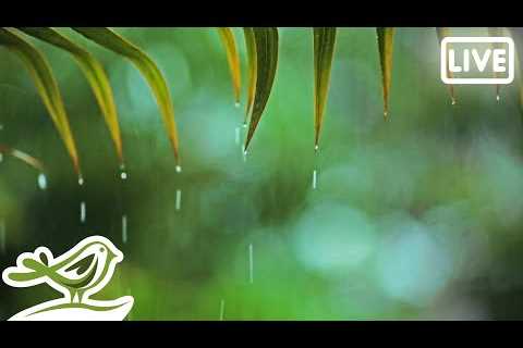 Relaxing Piano Music & Rain Sounds 24/7