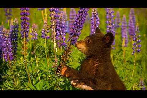 Relaxing Beautiful Music, Peaceful Music,  The Great Smokey Mountains National Park by Tim Janis