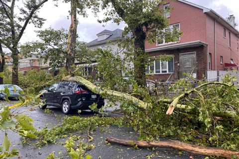Wild storm downs 50 borough trees