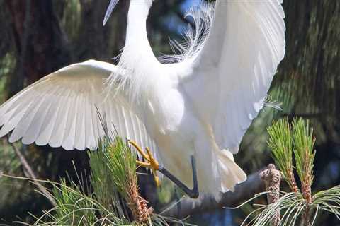 Bird Watching in Alameda County: The Best Parks to Explore