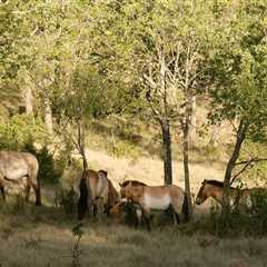 Western Europe’s first free-roaming herd of Przewalski’s horses to enhance Iberian Highland..