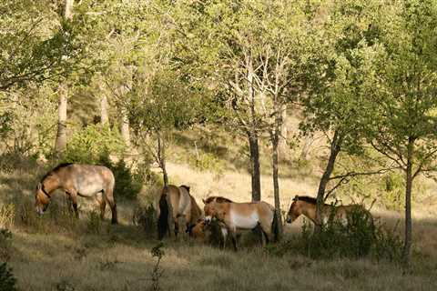 Western Europe’s first free-roaming herd of Przewalski’s horses to enhance Iberian Highland..