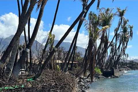 What Does Baby Beach on Maui Look Like Today? Lahaina Fire Update November 24th 2023