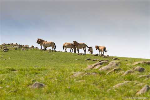 Khustain Nuruu National Park: Preserving Takhi Horses