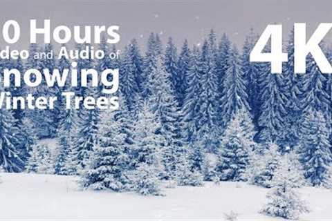 4K HDR 10 hours - Snowing on Winter Trees - relaxing, gentle, calming