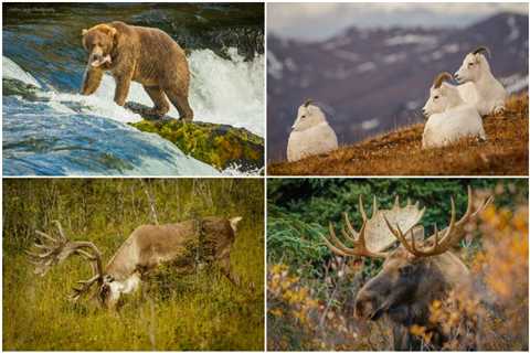 Best Places To View Alaskan Wildlife –  Wild Side of the Last Frontier
