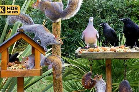 Cat TV 😸 Birds & Squirrels eat at the Birdtables 🕊️🐿️ Bird videos for cats to watch