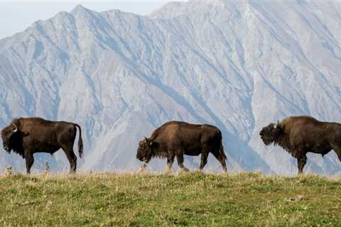European bison continue their recovery in Azerbaijan