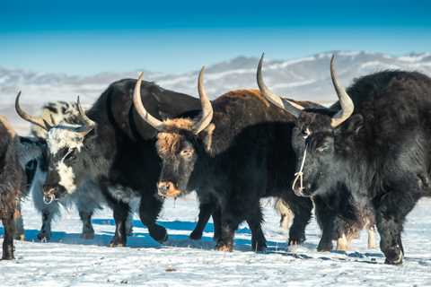Mongolian Yak: Nurturing Nomadic Legacies - Steppe Wind