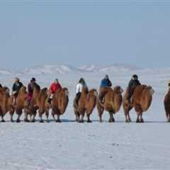 Mongolian Animals - Amazing Mongolia