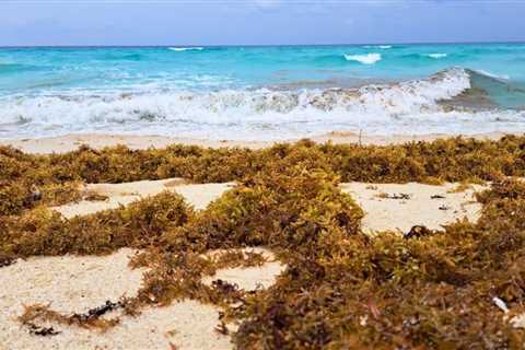 Decade of Sargassum: How’s Brown Algae Damaging Caribbean Ecosystems and Tourism
