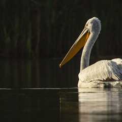 Dalmatian pelicans benefit from nesting platforms
