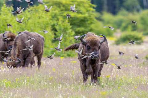 The European bison: a climate hero